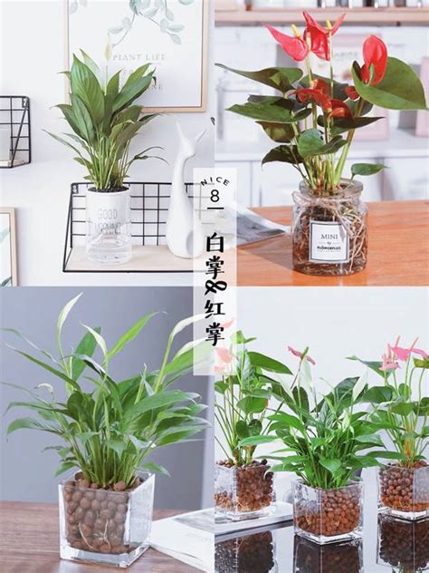 家居水種植物|【水種】不可錯過的9大水培室內植物 